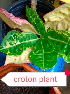 11 Plants Mixed Varieties Well Rooted