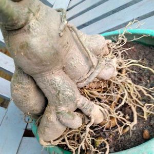 Desert Rose Bonsai