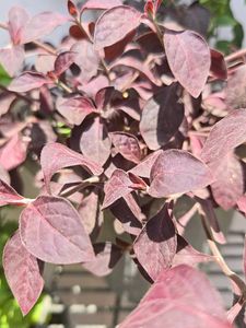 Combo Of 3 Healthy Plant Stems
