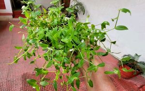 Pack 2 Tradescantia fluminlensis &amp; Pilea Depressa