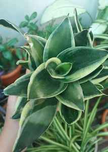 Whole1 Year Old Mature Dwarf Snake Plant