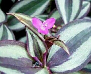 Tradescantia Zebrina Plant 🌵
