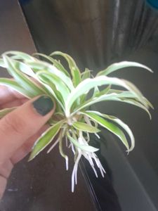 Charming Spider Plant in tiny Terracotta cup