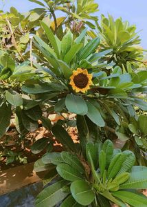 Handmade Crochet Sunflower Hair Clip