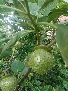 Dhatura Plant Seeds