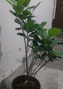 Green/Panda Ficus