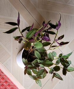 Set 2 Arrowhead &amp; Zabronics PLANT &amp; POT