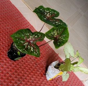 Pack 2 Caladium Biclor &amp; Evergreen Arrowhead Plant