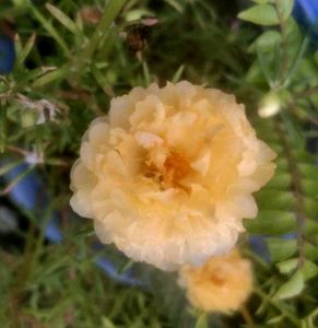 5 Colours Moss Rose Plant