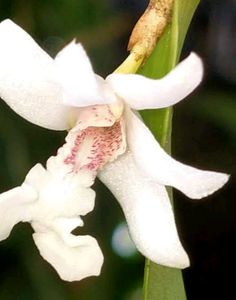 Orchids ( Fragrance)