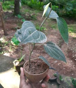 Two pepper Plants (Kaali Mirch)