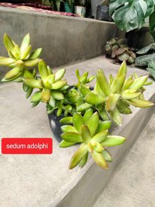Assorted Cactus &amp; Succulent Plants