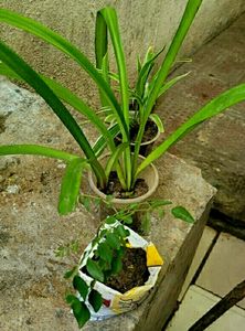 Set 3 Curry Leaves &amp;Lily &amp; Chlorophytum laxum plant