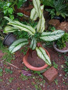 Calathea Ornata 'Pinstripe' Plant