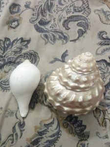 Lithopoma undosum and turbinella pyrum shells