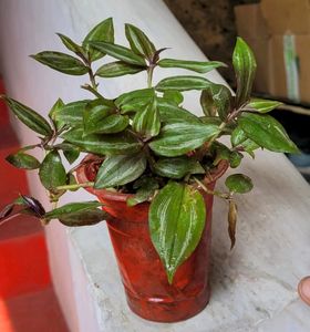 Tradescantia zebrina Plant 🌵&amp; Pot