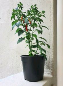 Mirchi Plant Ready To Provide Food Mature With Pot
