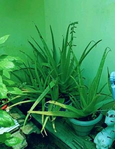 BUY Aloovera Plant Good For Health..