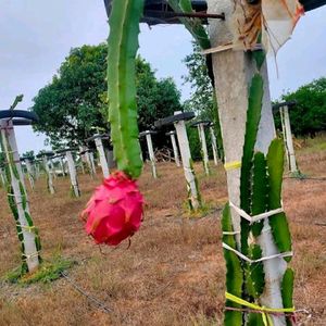 Dragon fruit Cutting