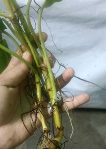 philodendron lemon( 2 plant)