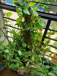 One Pot Full Of  Verigated Money Plant