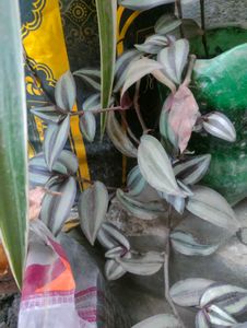 Wandering Jew Plant - Easy Care for Indoor decor!