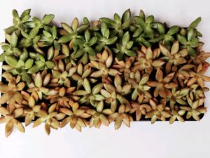 Sedum Adolphii Cuttings  Available