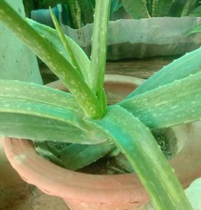 Alovera Plant, Quantity 1