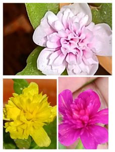 Portulaca , Moss Rose &amp; Cindrella Cuttings