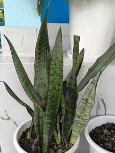 2plants along with roots no pot included
