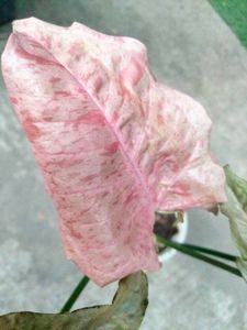 Plants For Home, Combo Offer