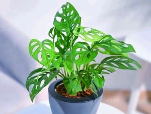 Combo Of Broken Heart Plant And Donkey Ear Plan