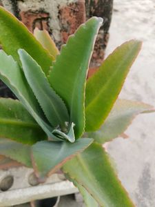 Healthy Ajooba plant ( with pot)🌴
