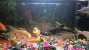 Aquarium Fish