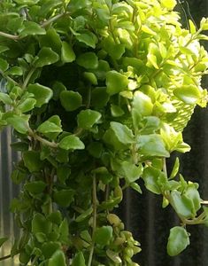Combo Of 6 Beautiful Plants