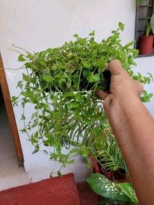 Pack 2 Zabrinic &amp;.Tradescantia fluminensis plants