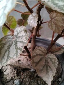 Assorted Potted Plants Bundle
