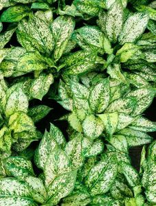 gold dust foilage