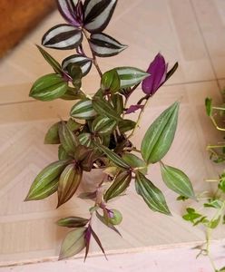 Pack 2 Zabrinic &amp;.Tradescantia fluminensis plants
