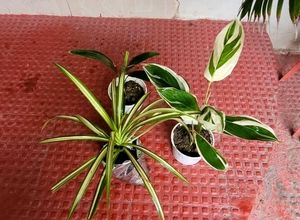 Pack 3 Dracaena Red Ruby &amp; Pandanus veitchii &amp; Nev