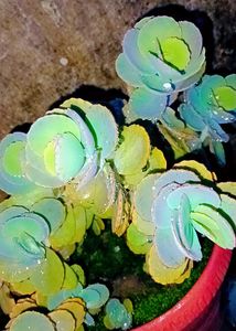 Laxiflora Kalanchoe Live Plant