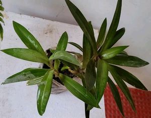 Moses in the Cradle Plant 🪴