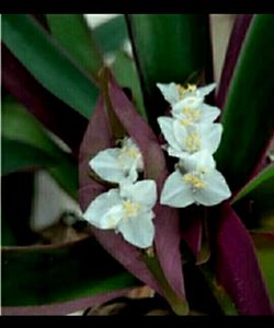 Combo Moses in Plan Cradle Plant