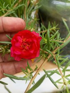 Red Bud Rose And 1 Portulaca Cuttings