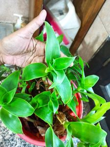 Live Basket Plant Pups (5 stalks)