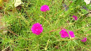 Moss rose 🌹 flowering shrub