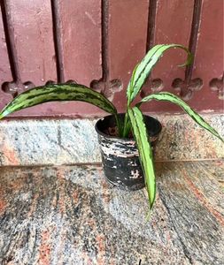 Green Thin Aglonema Healthy Plant