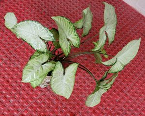 Arrowhead Plants 🪴