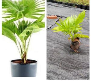 table pam plant