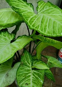 Nephthytis (Syngonium)Plants 🌵